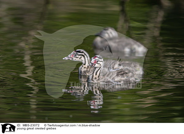 young great crested grebes / MBS-23072