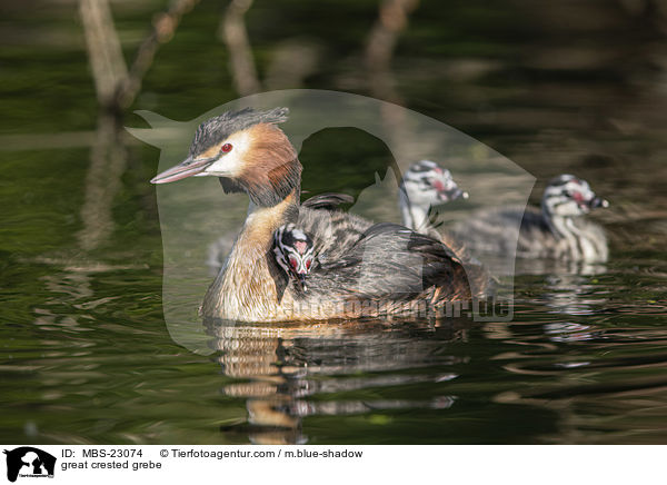 Haubentaucher / great crested grebe / MBS-23074