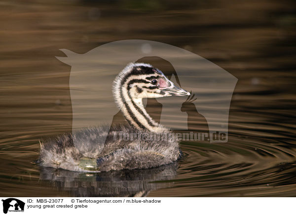 young great crested grebe / MBS-23077