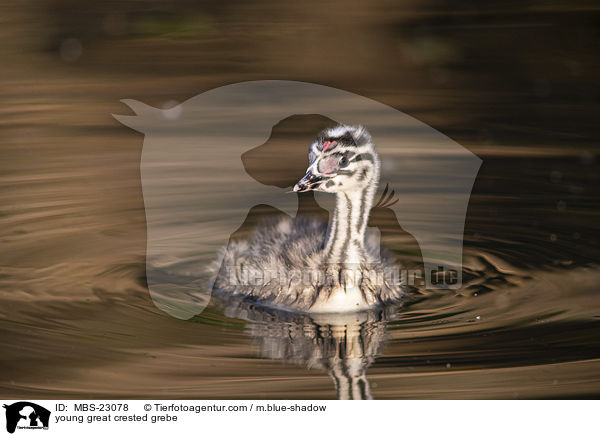 young great crested grebe / MBS-23078