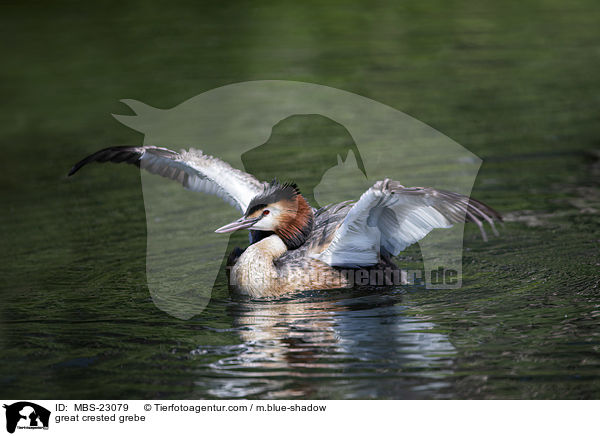 Haubentaucher / great crested grebe / MBS-23079