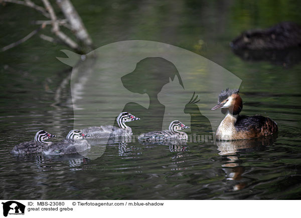 great crested grebe / MBS-23080