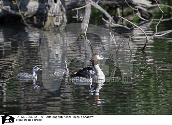 great crested grebe / MBS-23082