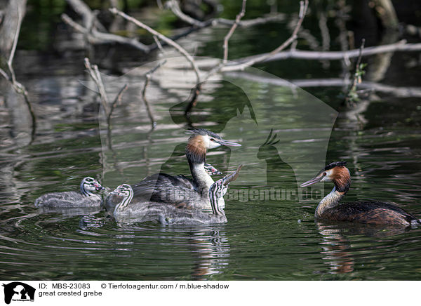 great crested grebe / MBS-23083