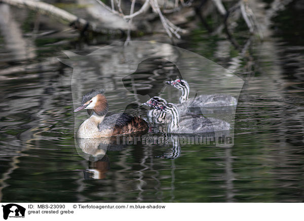 great crested grebe / MBS-23090