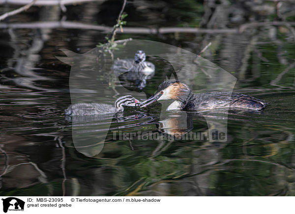 Haubentaucher / great crested grebe / MBS-23095