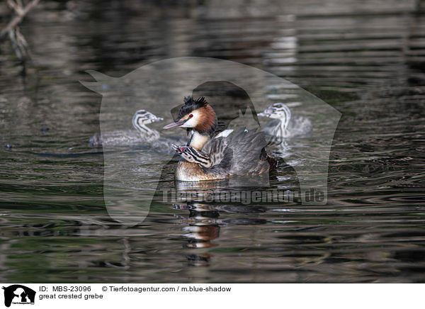 great crested grebe / MBS-23096