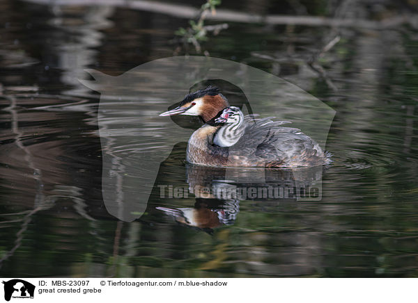 Haubentaucher / great crested grebe / MBS-23097