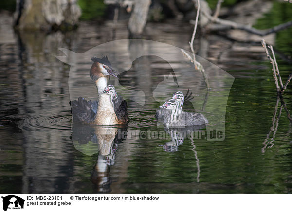 great crested grebe / MBS-23101