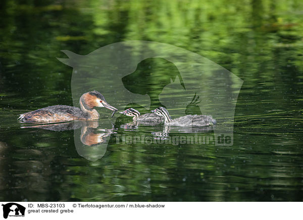 Haubentaucher / great crested grebe / MBS-23103