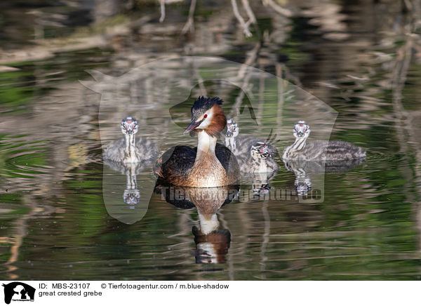 great crested grebe / MBS-23107