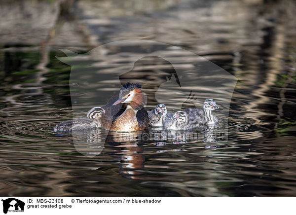 Haubentaucher / great crested grebe / MBS-23108