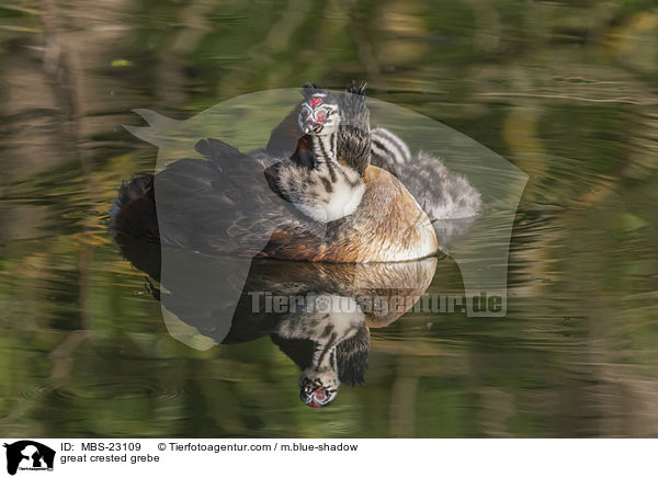great crested grebe / MBS-23109