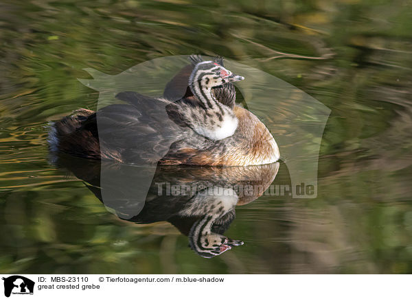 great crested grebe / MBS-23110