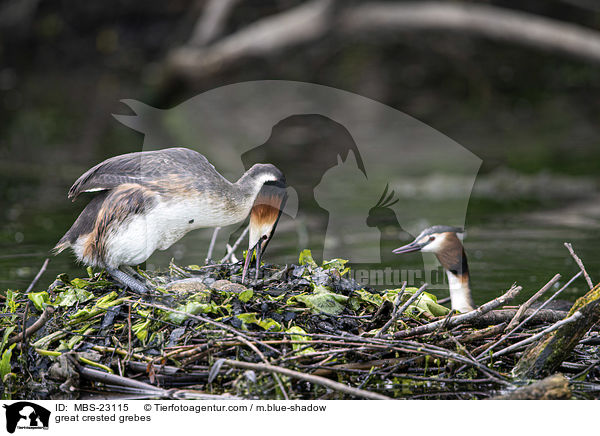 great crested grebes / MBS-23115