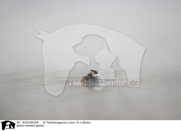 great crested grebe / AVD-06429