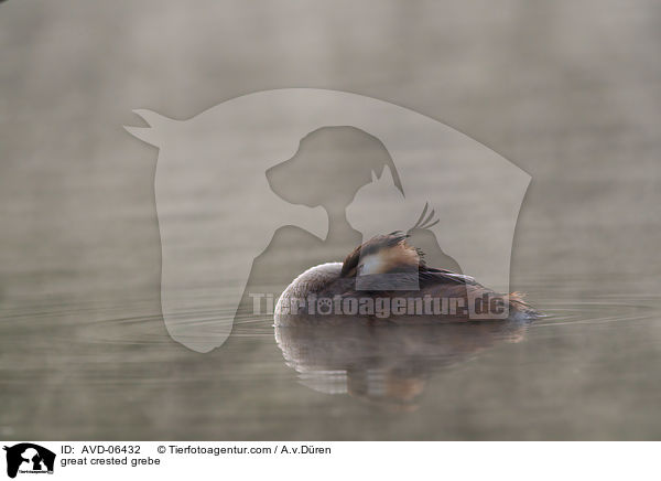 Haubentaucher / great crested grebe / AVD-06432