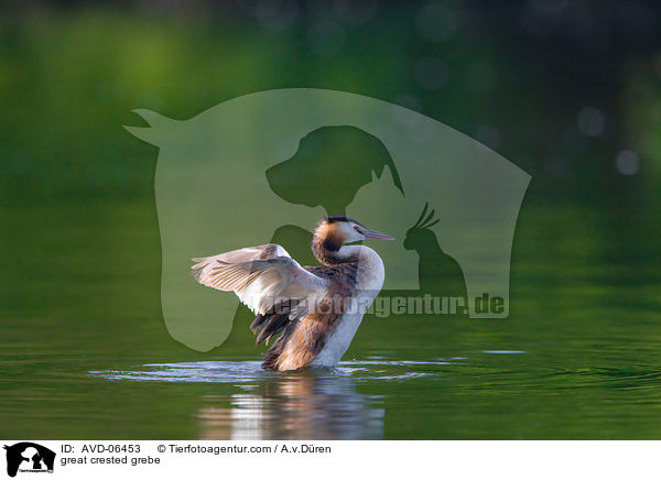 Haubentaucher / great crested grebe / AVD-06453