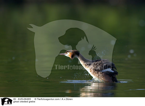 great crested grebe / AVD-06465