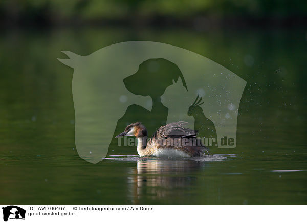great crested grebe / AVD-06467