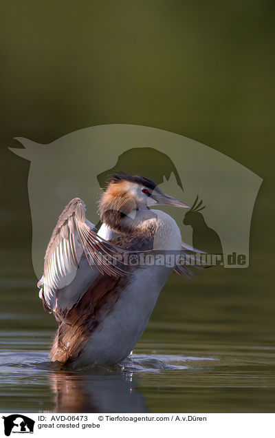 Haubentaucher / great crested grebe / AVD-06473