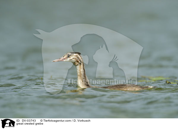 Haubentaucher / great crested grebe / DV-03743
