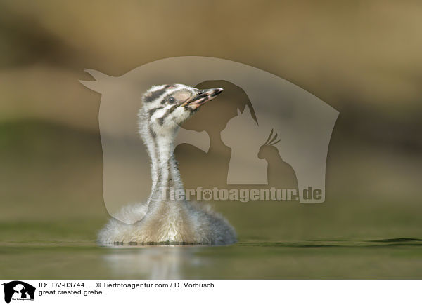 great crested grebe / DV-03744