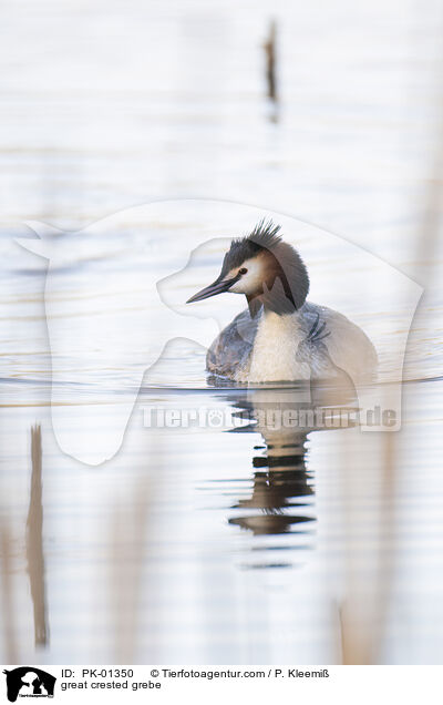 Haubentaucher / great crested grebe / PK-01350