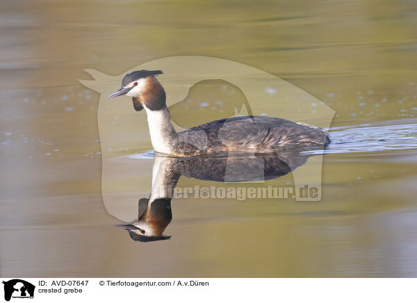 Haubentaucher / crested grebe / AVD-07647