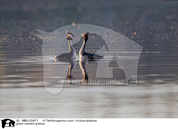Haubentaucher / great crested grebes / MBS-25871