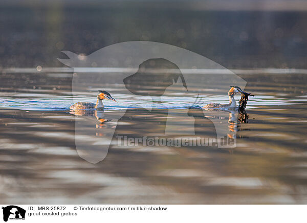 great crested grebes / MBS-25872