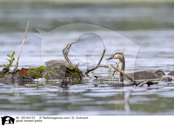Haubentaucher / great crested grebe / DV-04172