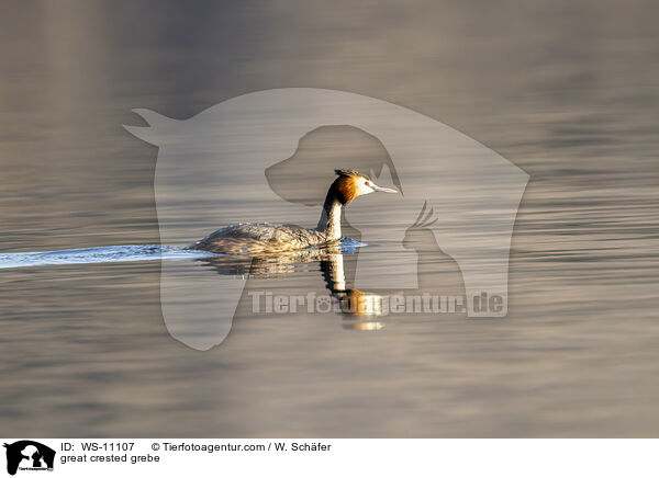Haubentaucher / great crested grebe / WS-11107