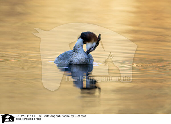 Haubentaucher / great crested grebe / WS-11114