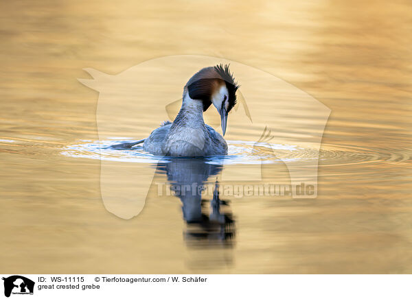 Haubentaucher / great crested grebe / WS-11115