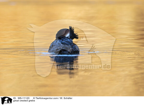 Haubentaucher / great crested grebe / WS-11120