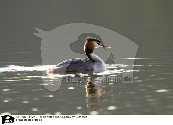 Haubentaucher / great crested grebe / WS-11125
