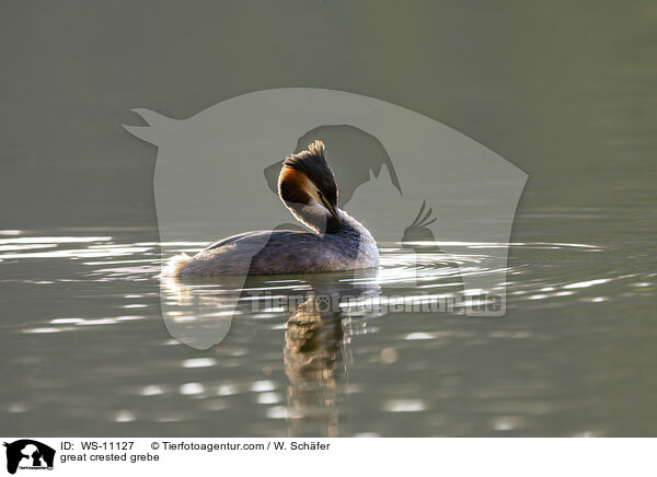 Haubentaucher / great crested grebe / WS-11127