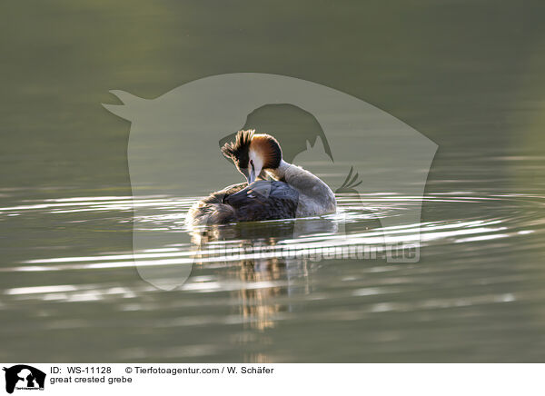 Haubentaucher / great crested grebe / WS-11128