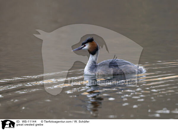 Haubentaucher / great crested grebe / WS-11144