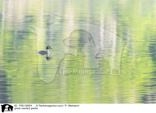 Haubentaucher / great crested grebe / PW-19954