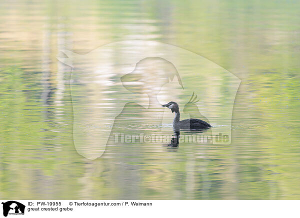 Haubentaucher / great crested grebe / PW-19955