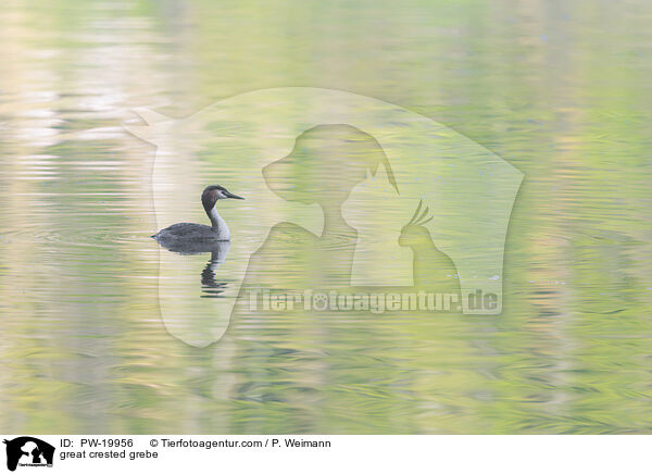 Haubentaucher / great crested grebe / PW-19956