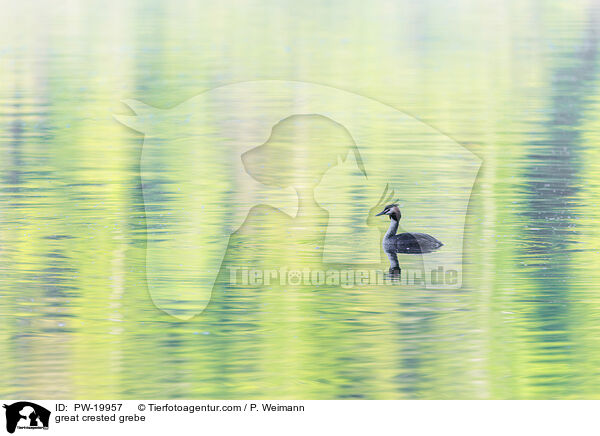 Haubentaucher / great crested grebe / PW-19957