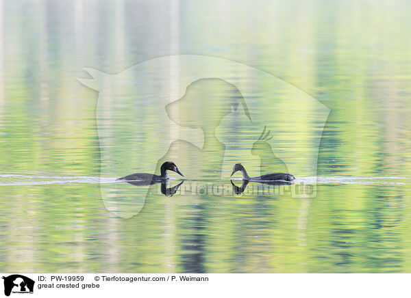 Haubentaucher / great crested grebe / PW-19959