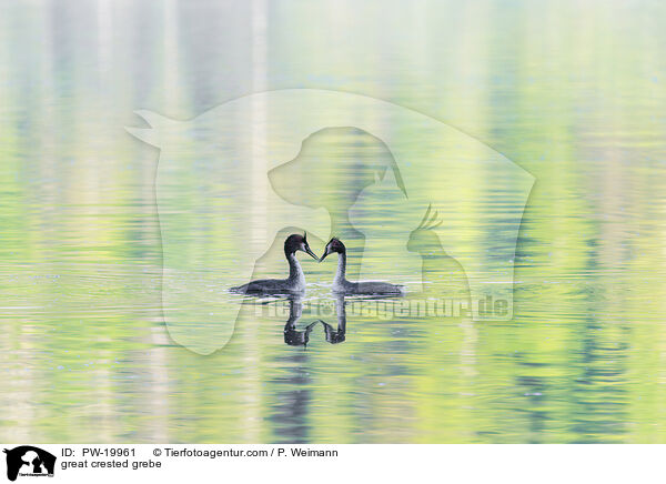 Haubentaucher / great crested grebe / PW-19961