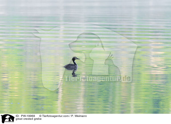 Haubentaucher / great crested grebe / PW-19968