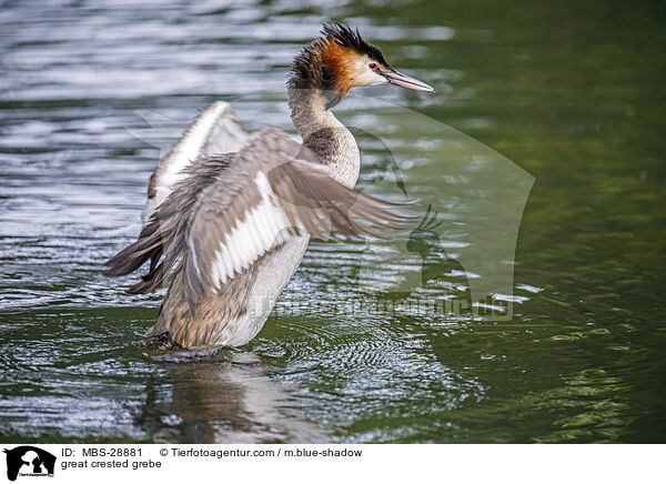 great crested grebe / MBS-28881