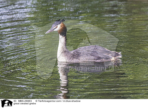 great crested grebe / MBS-28883
