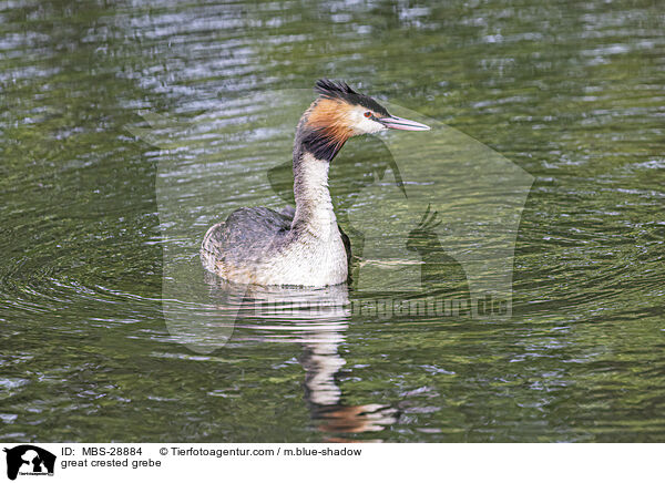 great crested grebe / MBS-28884